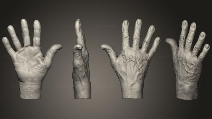 Анатомия скелеты и черепа (Старая рука, ANTM_0924) 3D модель для ЧПУ станка